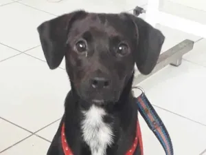 Cachorro raça SRD idade 1 ano nome PIETRA