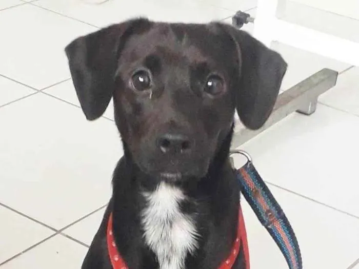 Cachorro raça SRD idade 1 ano nome PIETRA