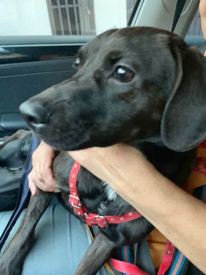 Cachorro raça SRD idade 1 ano nome PIETRA