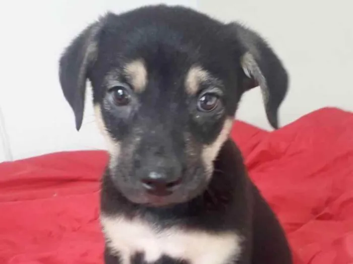 Cachorro raça SRD idade 2 a 6 meses nome BART