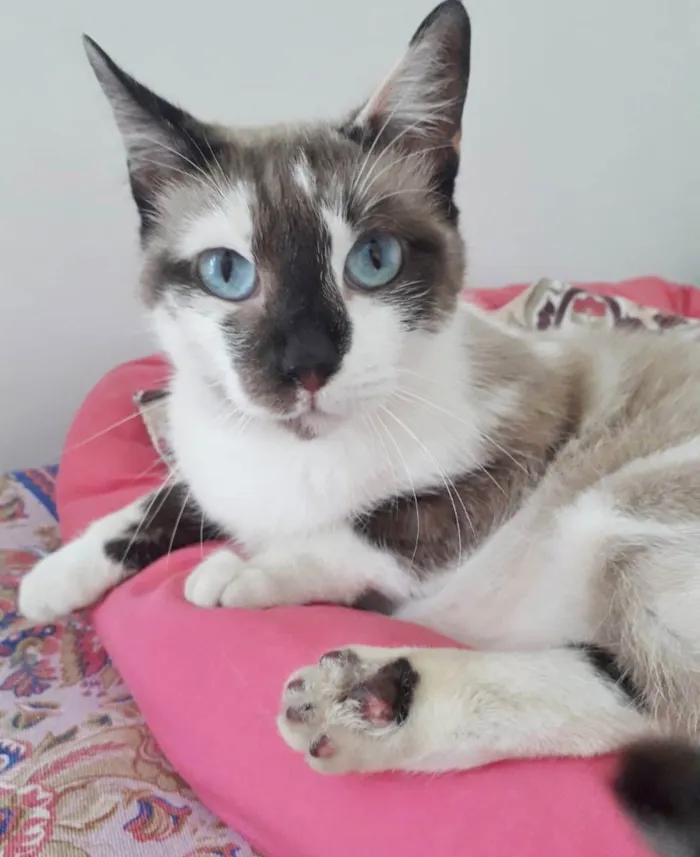 Gato raça SRD idade 1 ano nome PANDORA