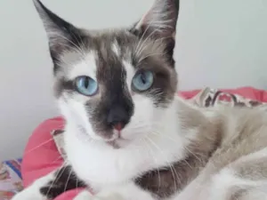 Gato raça SRD idade 1 ano nome PANDORA
