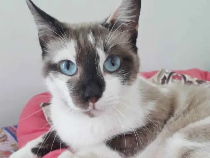 Gato raça SRD idade 1 ano nome PANDORA