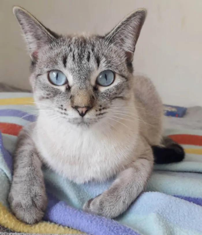 Gato raça SRD idade 1 ano nome GUGA