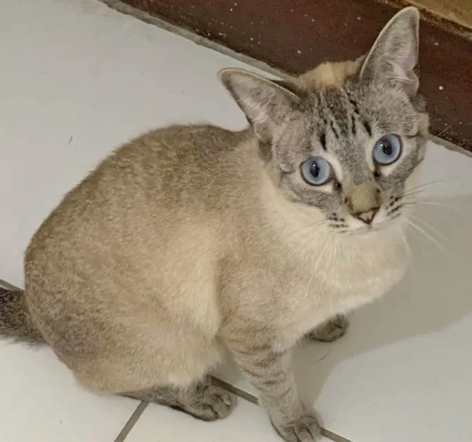 Gato raça SRD idade 1 ano nome GUGA