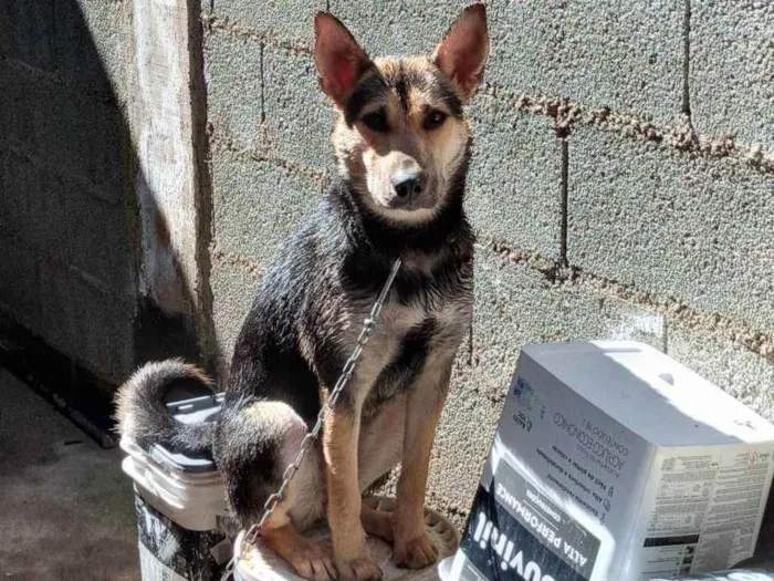 Cachorro ra a  idade 1 ano nome Pandora