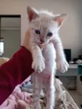 Gato