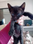 Gato