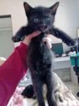 Gato