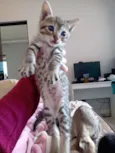 Gato