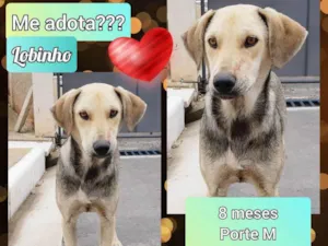 Cachorro raça SRD idade 7 a 11 meses nome Lobinho