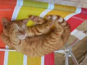 Gato raça Sem raça definida idade 7 a 11 meses nome Aparecido