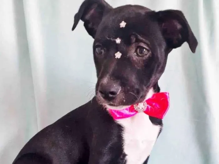 Cachorro raça SRD idade 2 a 6 meses nome BABI