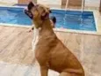 Scoob
