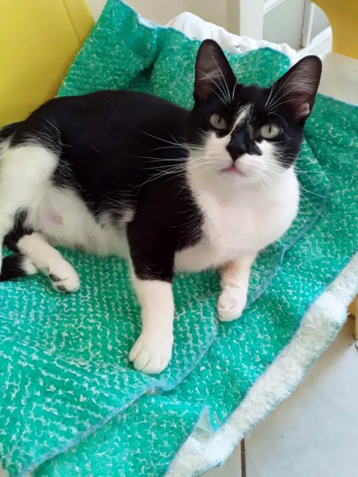 Gato ra a Felino SRD idade 2 anos nome Dandara