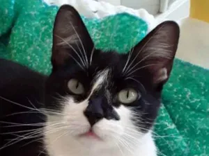 Gato raça Felino SRD idade 2 anos nome Dandara