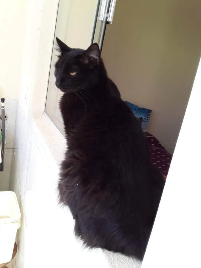 Gato ra a Felino SRD idade 2 anos nome Sansão 