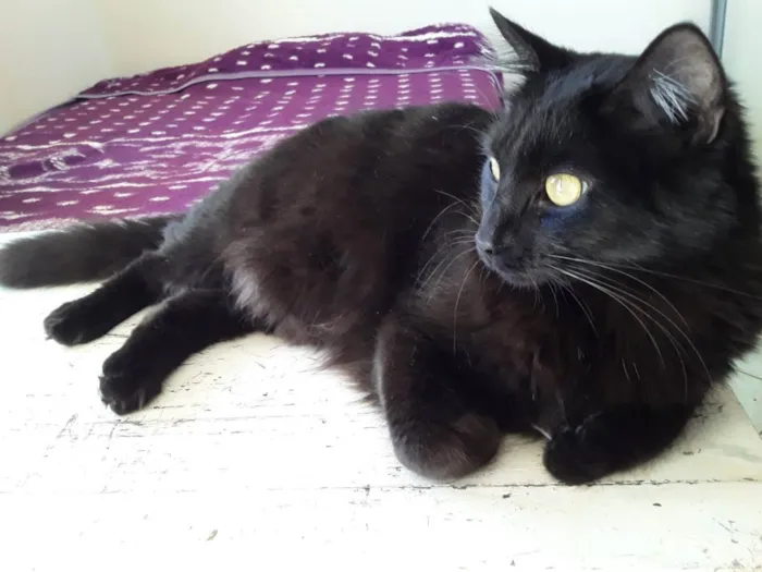 Gato ra a Felino SRD idade 2 anos nome Sansão 