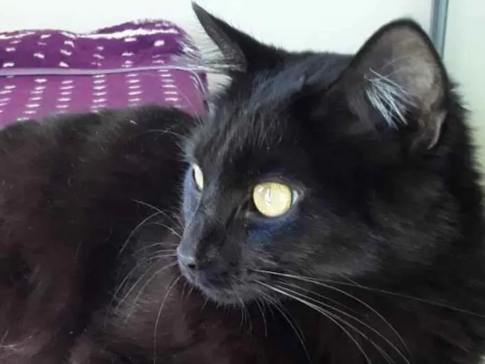 Gato ra a Felino SRD idade 2 anos nome Sansão 