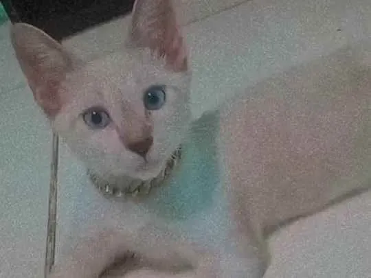 Gato ra a Mestiça Siamês  idade 2 a 6 meses nome Gordo