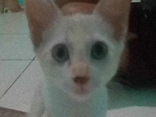 Gato ra a Mestiça Siamês  idade 2 a 6 meses nome Mimi