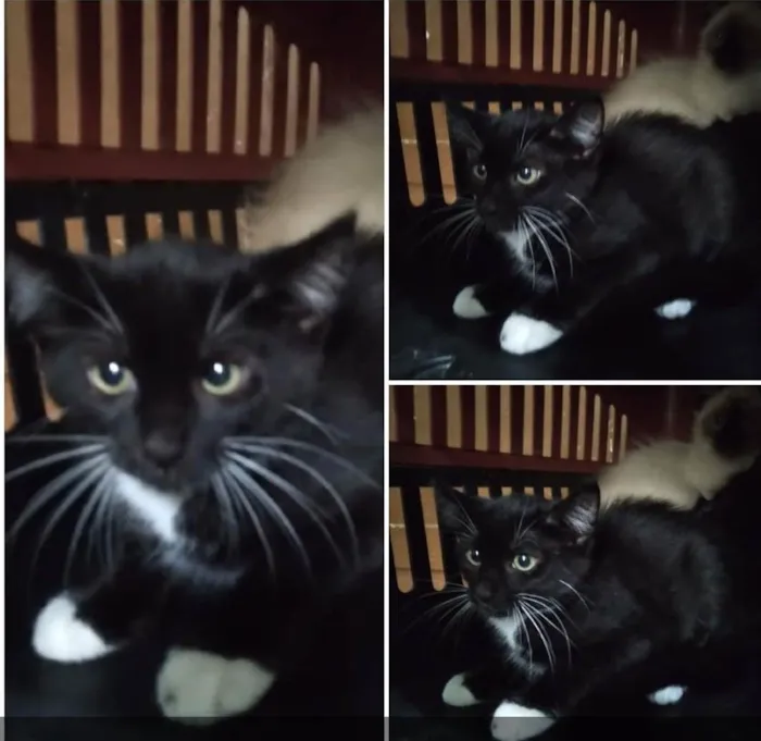 Gato ra a SRD idade 2 a 6 meses nome Maria Flor