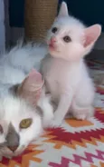 Catano e Babi