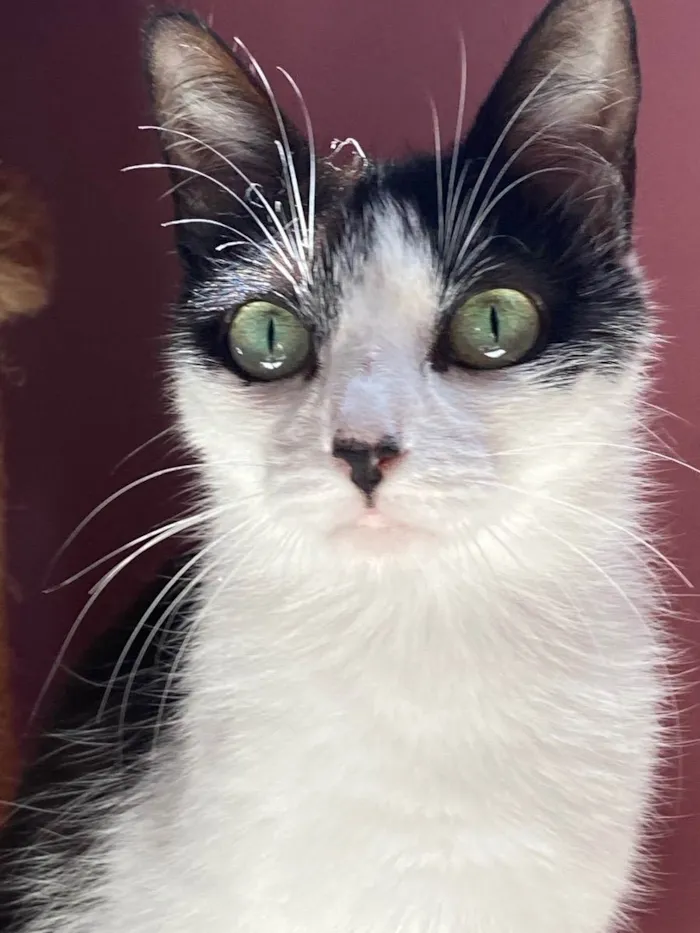 Gato ra a  idade Abaixo de 2 meses nome Jurema e seus 4 bbs