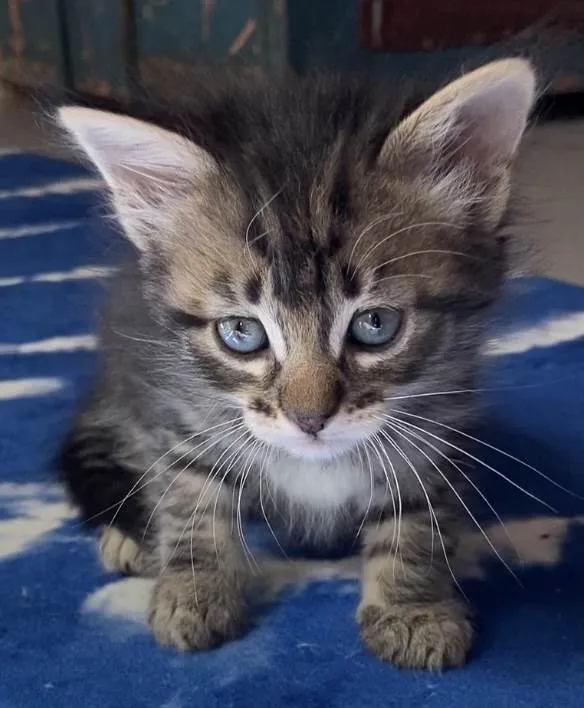 Gato ra a  idade Abaixo de 2 meses nome Jurema e seus 4 bbs