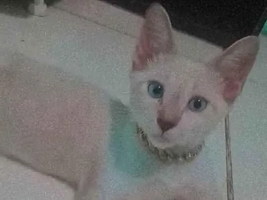 Gato ra a Mestiça Siamês  idade 2 a 6 meses nome Gordo