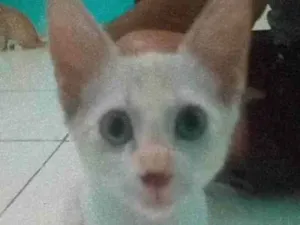 Gato raça Mestiça Siamês  idade 2 a 6 meses nome Mimi