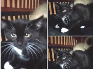 Gato raça SRD idade 2 a 6 meses nome Maria Flor