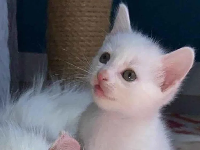 Gato ra a Srd idade Abaixo de 2 meses nome Catano e Babi