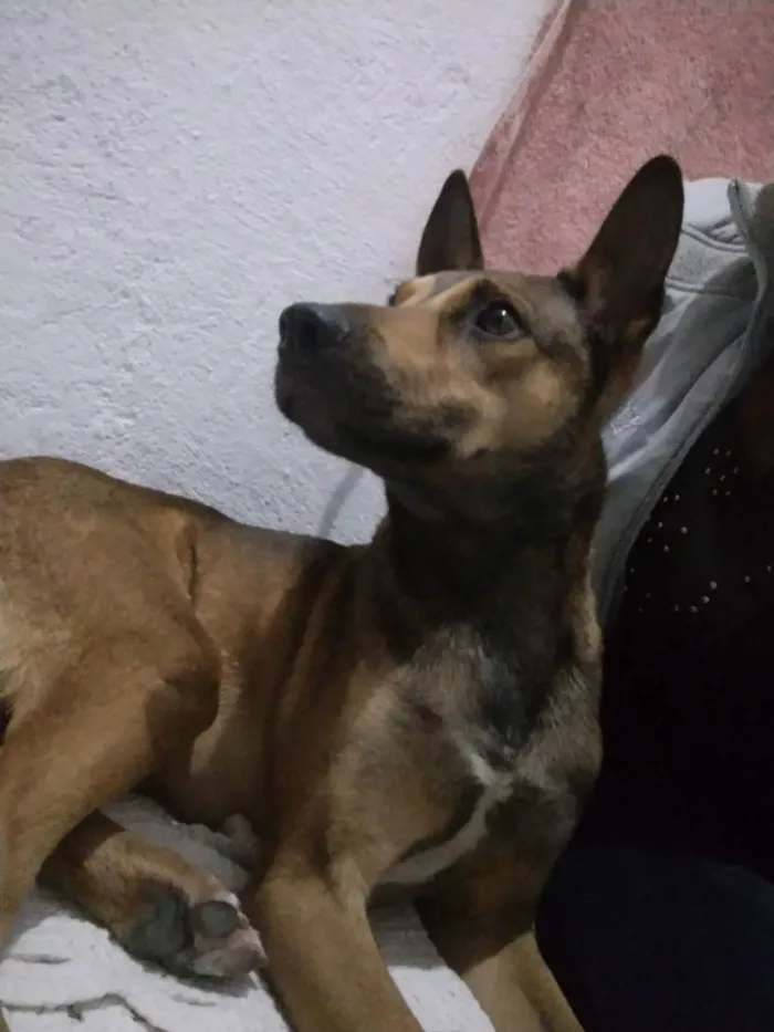 Cachorro ra a Sem raça definida  idade 2 anos nome Bob 