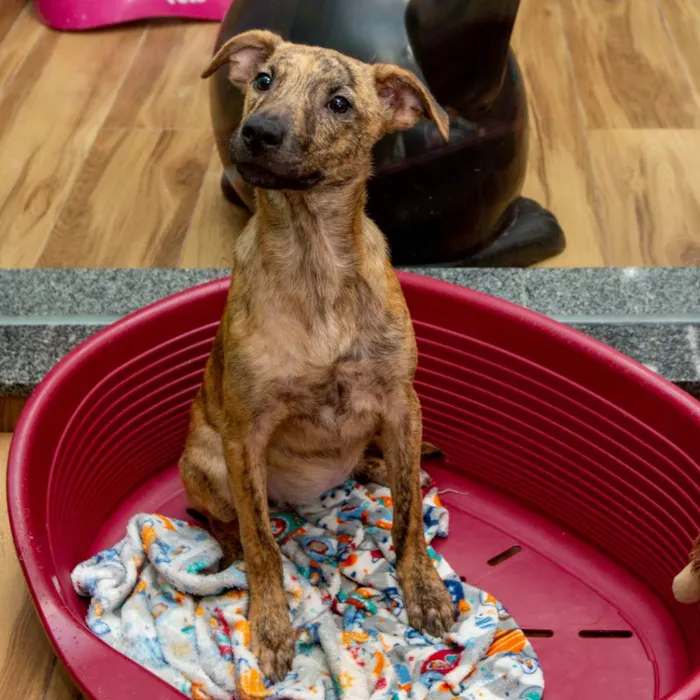 Cachorro ra a SRD idade 2 a 6 meses nome Pam