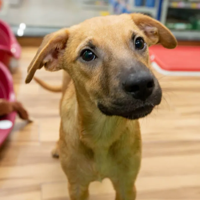 Cachorro raça SRD idade 2 a 6 meses nome Goku