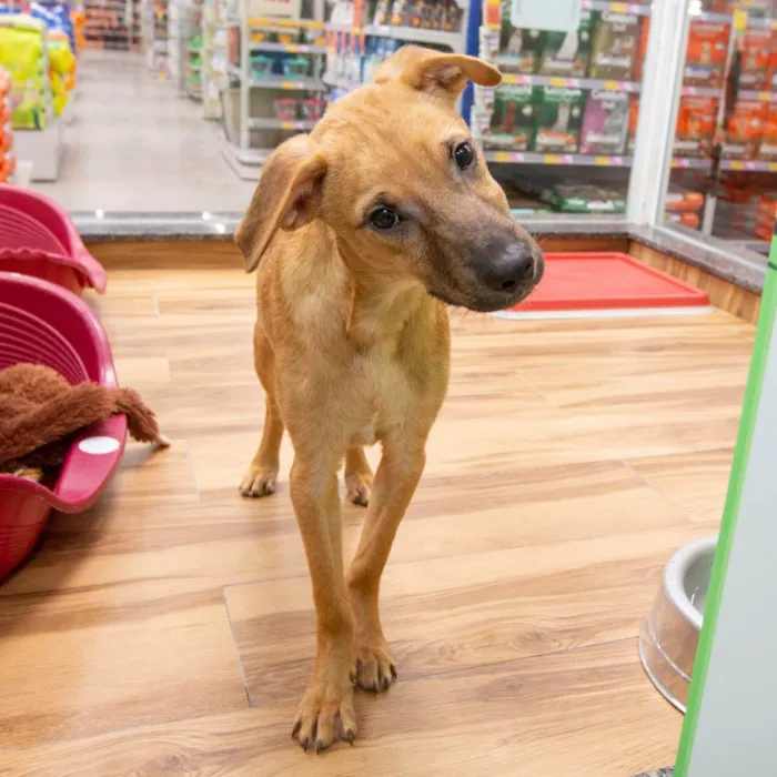 Cachorro raça SRD idade 2 a 6 meses nome Goku