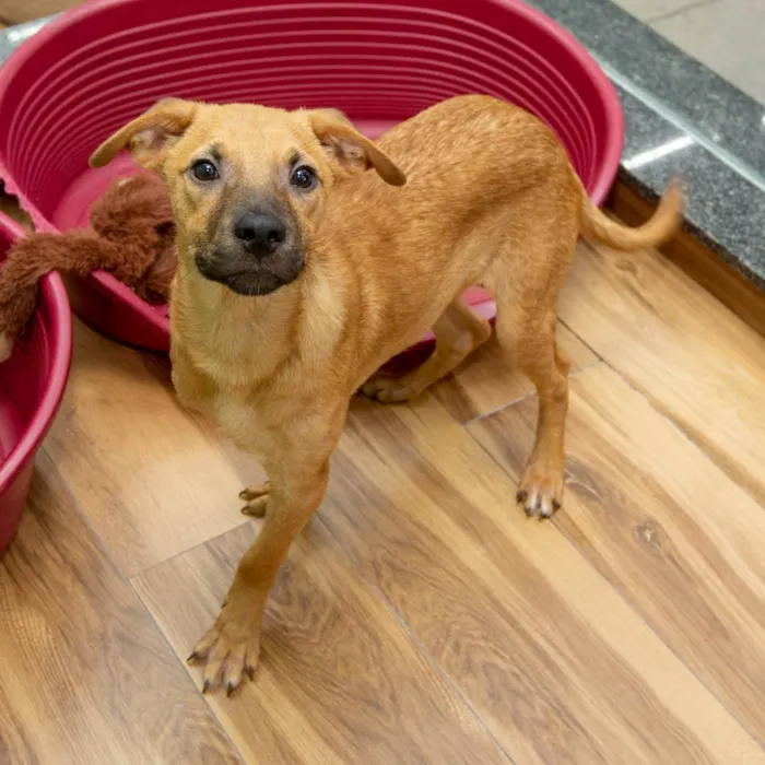 Cachorro raça SRD idade 2 a 6 meses nome Goku