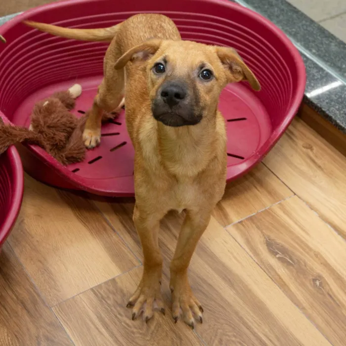 Cachorro raça SRD idade 2 a 6 meses nome Goku