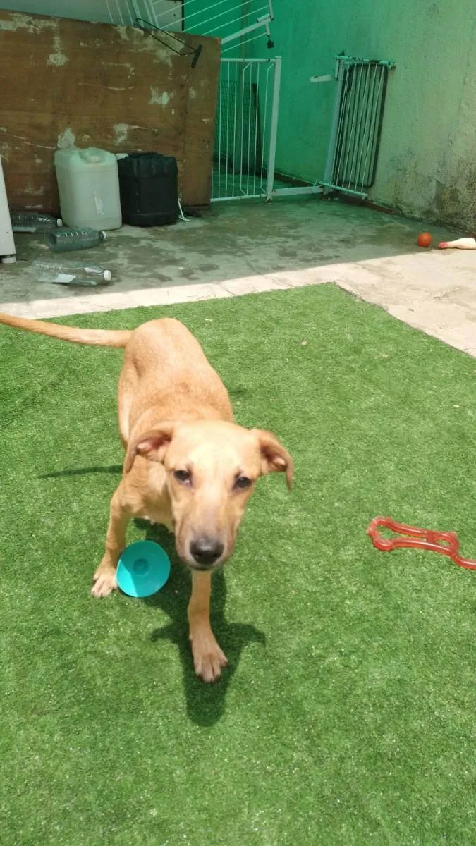 Cachorro raça SRD idade 2 a 6 meses nome Goku