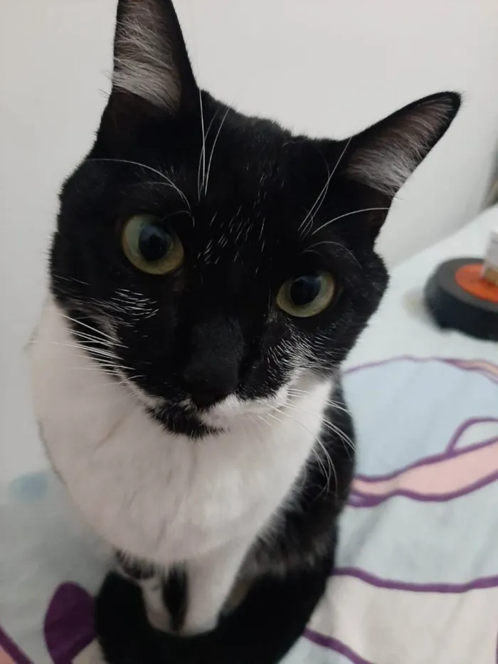 Gato ra a sem raça definida idade 2 anos nome Marri