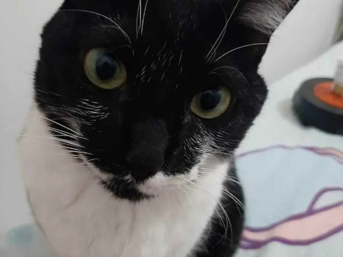 Gato ra a sem raça definida idade 2 anos nome Marri