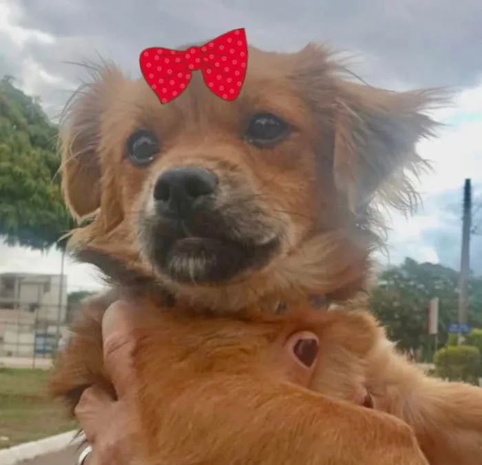Cachorro ra a Mestiça  idade 1 ano nome Teka 