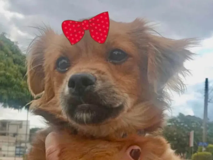 Cachorro ra a Mestiça  idade 1 ano nome Teka 