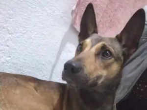 Cachorro raça Sem raça definida  idade 2 anos nome Bob 