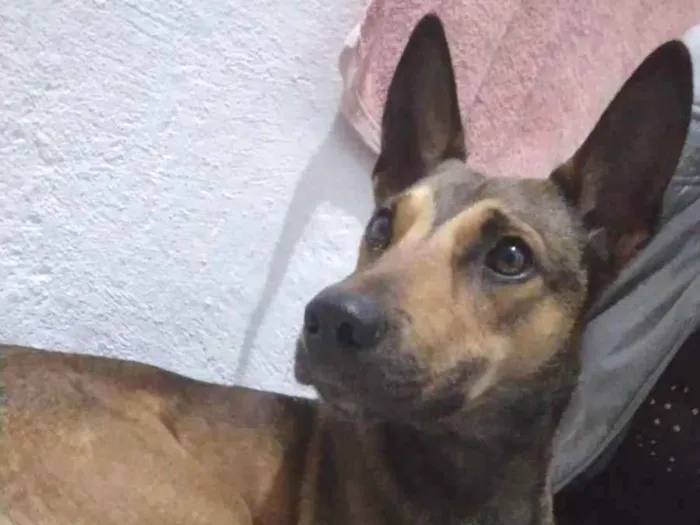 Cachorro ra a Sem raça definida  idade 2 anos nome Bob 