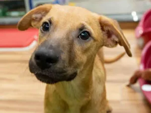 Cachorro raça SRD idade 2 a 6 meses nome Goku