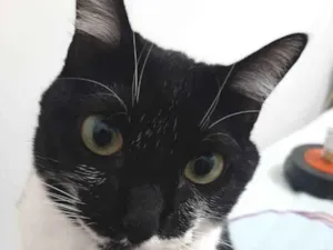 Gato raça sem raça definida idade 2 anos nome Marri