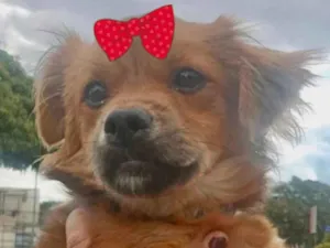 Cachorro raça Mestiça  idade 1 ano nome Teka 