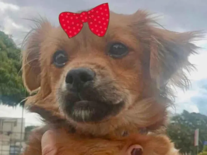 Cachorro ra a Mestiça  idade 1 ano nome Teka 